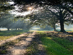 Sunlit path through a forest with trees casting shadows on a grassy field