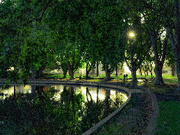 Pond surrounded by trees in a park