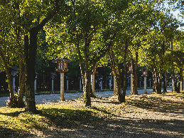 Trees in a park with sunlight filtering through the leaves