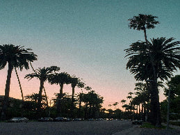 Palm trees lining a street with a pink and blue sky at sunset.
