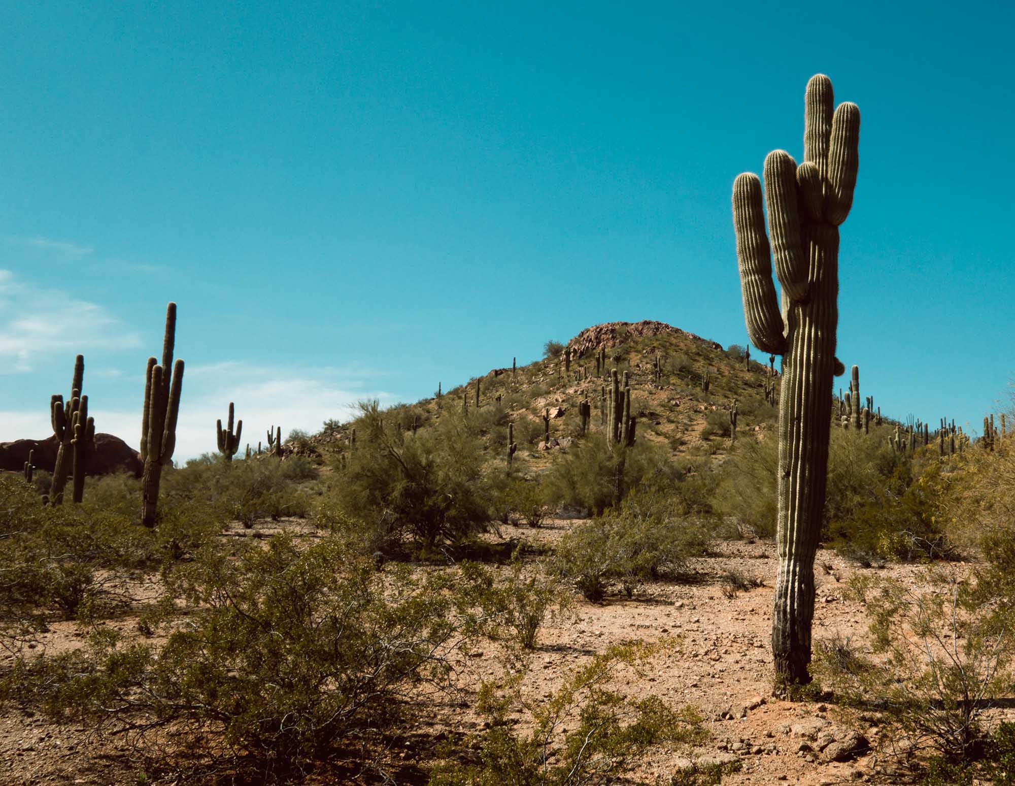 Desert landscape with cacti and mountains under a clear blue sky